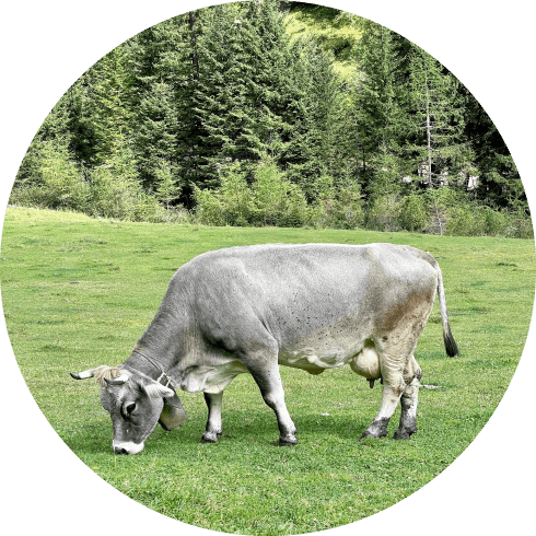 image of the cow